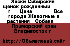 Хаски Сибирский (щенок рожденный 20.03.2017г.) › Цена ­ 25 000 - Все города Животные и растения » Собаки   . Приморский край,Владивосток г.